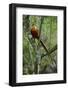 Golden pheasant male perched in tree, Tangjiahe National NR, Sichuan province, China-Staffan Widstrand/Wild Wonders of China-Framed Photographic Print