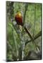 Golden pheasant male perched in tree, Tangjiahe National NR, Sichuan province, China-Staffan Widstrand/Wild Wonders of China-Mounted Photographic Print