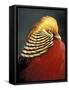 Golden Pheasant, South Africa-Michele Westmorland-Framed Stretched Canvas