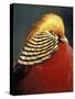 Golden Pheasant, South Africa-Michele Westmorland-Stretched Canvas