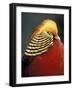 Golden Pheasant, South Africa-Michele Westmorland-Framed Photographic Print