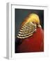 Golden Pheasant, South Africa-Michele Westmorland-Framed Photographic Print