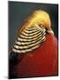 Golden Pheasant, South Africa-Michele Westmorland-Mounted Photographic Print