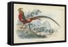 Golden Pheasant-English School-Framed Stretched Canvas