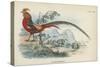 Golden Pheasant-English School-Stretched Canvas