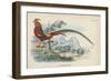 Golden Pheasant-English School-Framed Giclee Print