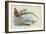 Golden Pheasant-English School-Framed Giclee Print