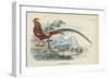 Golden Pheasant-English School-Framed Giclee Print