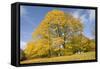 Golden Plane Trees in Yellow Autumn Colours-null-Framed Stretched Canvas