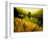 Golden Plant Growth along Peaceful River-Jan Lakey-Framed Photographic Print