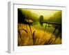 Golden Plant Growth along Peaceful River-Jan Lakey-Framed Photographic Print