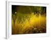 Golden Plants along River with Reflections of Trees-Jan Lakey-Framed Photographic Print