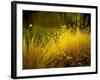 Golden Plants along River with Reflections of Trees-Jan Lakey-Framed Photographic Print