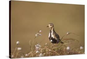 Golden Plover (Pluvialis Apricaria), Breeding Plumage, Open Moorland, Shetland Islands, Scotland UK-Andrew Parkinson-Stretched Canvas