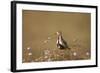 Golden Plover (Pluvialis Apricaria), Breeding Plumage, Open Moorland, Shetland Islands, Scotland UK-Andrew Parkinson-Framed Photographic Print