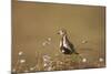 Golden Plover (Pluvialis Apricaria), Breeding Plumage, Open Moorland, Shetland Islands, Scotland UK-Andrew Parkinson-Mounted Photographic Print