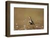 Golden Plover (Pluvialis Apricaria), Breeding Plumage, Open Moorland, Shetland Islands, Scotland UK-Andrew Parkinson-Framed Photographic Print