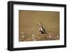 Golden Plover (Pluvialis Apricaria), Breeding Plumage, Open Moorland, Shetland Islands, Scotland UK-Andrew Parkinson-Framed Photographic Print