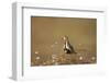 Golden Plover (Pluvialis Apricaria), Breeding Plumage, Open Moorland, Shetland Islands, Scotland UK-Andrew Parkinson-Framed Photographic Print