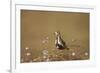 Golden Plover (Pluvialis Apricaria), Breeding Plumage, Open Moorland, Shetland Islands, Scotland UK-Andrew Parkinson-Framed Photographic Print