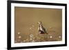 Golden Plover (Pluvialis Apricaria), Breeding Plumage, Open Moorland, Shetland Islands, Scotland UK-Andrew Parkinson-Framed Photographic Print