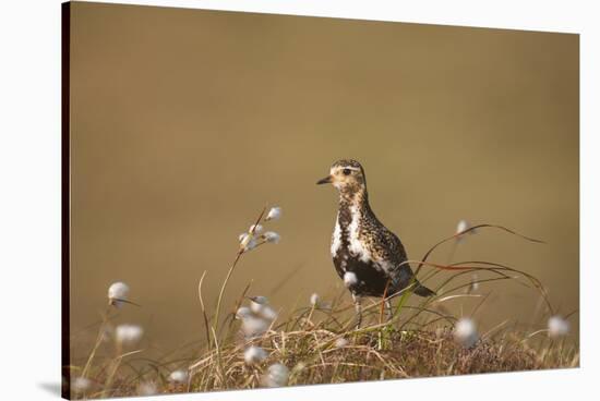 Golden Plover (Pluvialis Apricaria), Breeding Plumage, Open Moorland, Shetland Islands, Scotland UK-Andrew Parkinson-Stretched Canvas