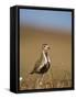 Golden Plover (Pluvialis Apricaria) in Breeding Plumage, Shetland Islands, Scotland, UK, May-Andrew Parkinson-Framed Stretched Canvas