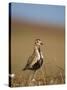 Golden Plover (Pluvialis Apricaria) in Breeding Plumage, Shetland Islands, Scotland, UK, May-Andrew Parkinson-Stretched Canvas