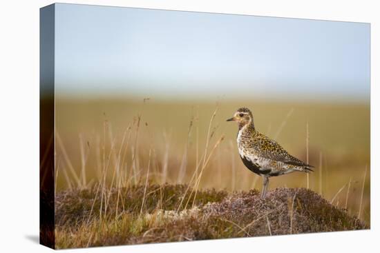 Golden Plover (Pluvialis Apricaria) in Breeding Plumage, Shetland Islands, Scotland, UK, May-Andrew Parkinson-Stretched Canvas