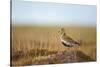 Golden Plover (Pluvialis Apricaria) in Breeding Plumage, Shetland Islands, Scotland, UK, May-Andrew Parkinson-Stretched Canvas