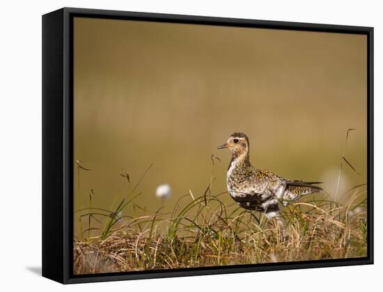 Golden Plover (Pluvialis Apricaria) in Breeding Plumage, Shetland Islands, Scotland, UK, May-Andrew Parkinson-Framed Stretched Canvas