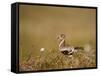 Golden Plover (Pluvialis Apricaria) in Breeding Plumage, Shetland Islands, Scotland, UK, May-Andrew Parkinson-Framed Stretched Canvas