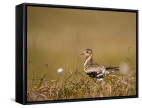 Golden Plover (Pluvialis Apricaria) in Breeding Plumage, Shetland Islands, Scotland, UK, May-Andrew Parkinson-Framed Stretched Canvas