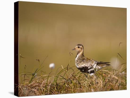 Golden Plover (Pluvialis Apricaria) in Breeding Plumage, Shetland Islands, Scotland, UK, May-Andrew Parkinson-Stretched Canvas