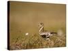 Golden Plover (Pluvialis Apricaria) in Breeding Plumage, Shetland Islands, Scotland, UK, May-Andrew Parkinson-Stretched Canvas