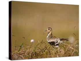 Golden Plover (Pluvialis Apricaria) in Breeding Plumage, Shetland Islands, Scotland, UK, May-Andrew Parkinson-Stretched Canvas