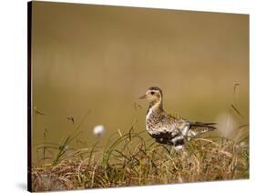 Golden Plover (Pluvialis Apricaria) in Breeding Plumage, Shetland Islands, Scotland, UK, May-Andrew Parkinson-Stretched Canvas