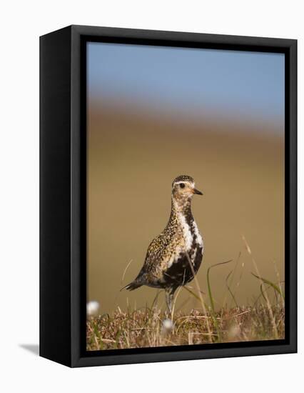 Golden Plover (Pluvialis Apricaria) in Breeding Plumage, Shetland Islands, Scotland, UK, May-Andrew Parkinson-Framed Stretched Canvas