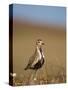 Golden Plover (Pluvialis Apricaria) in Breeding Plumage, Shetland Islands, Scotland, UK, May-Andrew Parkinson-Stretched Canvas