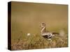 Golden Plover (Pluvialis Apricaria) in Breeding Plumage, Shetland Islands, Scotland, UK, May-Andrew Parkinson-Stretched Canvas