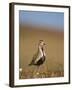 Golden Plover (Pluvialis Apricaria) in Breeding Plumage, Shetland Islands, Scotland, UK, May-Andrew Parkinson-Framed Photographic Print