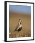 Golden Plover (Pluvialis Apricaria) in Breeding Plumage, Shetland Islands, Scotland, UK, May-Andrew Parkinson-Framed Photographic Print