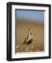 Golden Plover (Pluvialis Apricaria) in Breeding Plumage, Shetland Islands, Scotland, UK, May-Andrew Parkinson-Framed Photographic Print