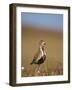 Golden Plover (Pluvialis Apricaria) in Breeding Plumage, Shetland Islands, Scotland, UK, May-Andrew Parkinson-Framed Photographic Print