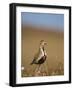 Golden Plover (Pluvialis Apricaria) in Breeding Plumage, Shetland Islands, Scotland, UK, May-Andrew Parkinson-Framed Photographic Print