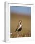 Golden Plover (Pluvialis Apricaria) in Breeding Plumage, Shetland Islands, Scotland, UK, May-Andrew Parkinson-Framed Photographic Print