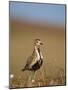 Golden Plover (Pluvialis Apricaria) in Breeding Plumage, Shetland Islands, Scotland, UK, May-Andrew Parkinson-Mounted Photographic Print