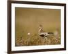 Golden Plover (Pluvialis Apricaria) in Breeding Plumage, Shetland Islands, Scotland, UK, May-Andrew Parkinson-Framed Photographic Print