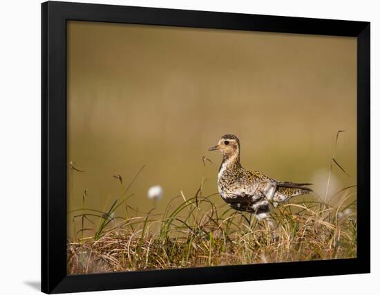 Golden Plover (Pluvialis Apricaria) in Breeding Plumage, Shetland Islands, Scotland, UK, May-Andrew Parkinson-Framed Photographic Print