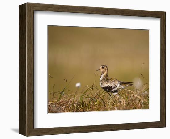 Golden Plover (Pluvialis Apricaria) in Breeding Plumage, Shetland Islands, Scotland, UK, May-Andrew Parkinson-Framed Photographic Print